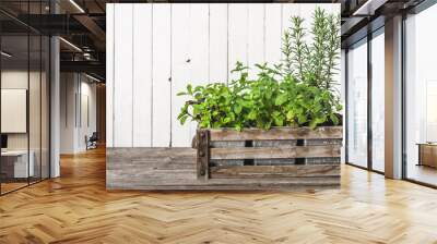 Fresh herb from the garden growing in wooden box, basil, mint and rosemary. Herbs on wooden white background. Wall mural