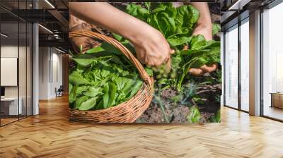 Fresh spinach from the ground. Farmer picking vegetables, organic produce harvested from the garden, organic farming concept. Wall mural