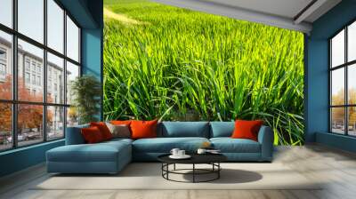 Fresh spring grass, closeup, green field background Wall mural