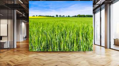 Green farm, landscape with crop of wheat on field in spring sunny weather Wall mural