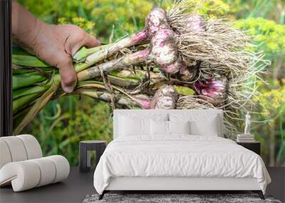 Harvesting garlic in the garden. Farmer with freshly harvested vegetables, organic farming concept. Wall mural