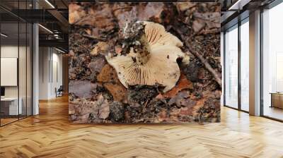 Upside Down Mushroom on Forest Floor Wall mural