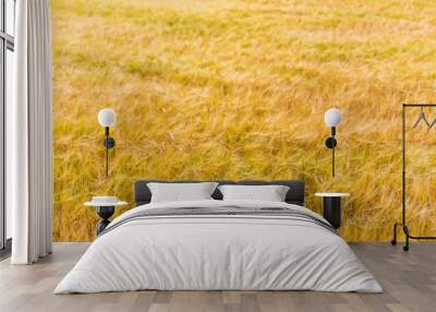 Barley field Wall mural