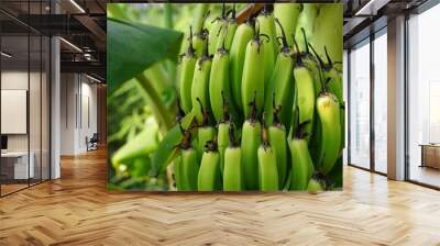 A bunch of bananas hanging on tree, Unripe green bananas on banana tree, Closeup shot of green bananas Wall mural