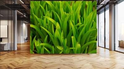 Fresh green grass closeup background Wall mural