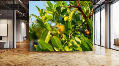  Simmondsia chinensis jojoba immature pilaf on a tree on a Sunny day in Greece Wall mural