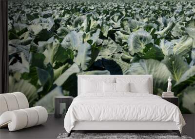 Field with cabbage summer Wall mural