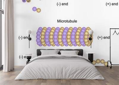 Structure and assembly of microtubules Wall mural