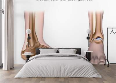 the ankle joint Wall mural