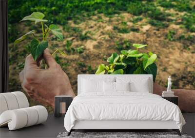 a male farmer holds a green sweet potato seedling in his hands 1 Wall mural