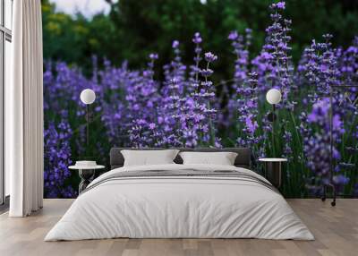 fragrant purple lavender growing in the park 2 Wall mural