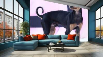 funny little black thoroughbred dog walks in the yard Wall mural