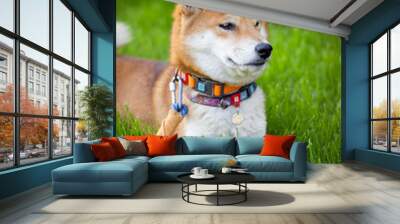 Portrait of a Japanese Shiba Inu breed dog. The dog lies in the green spring grass. Wall mural