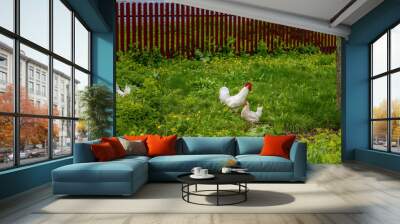 Chickens and roosters in nature, free range, raising animals without hormones. Agricultural industry. Animal husbandry. Wall mural