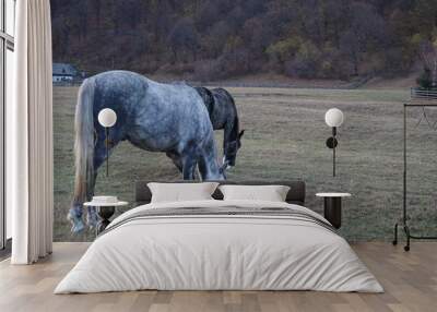 The gray horse eating Wall mural