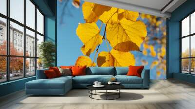 Orange yellow autumn leaves on sky background. Fall season, october, november time Wall mural