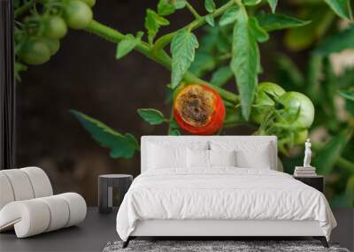 tomato blossom end rot disease, gardening problems, red ripe rotten tomatoes lying on the ground, vegetables with late blight, crop loss. Wall mural