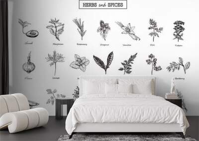 set of herbs and spices in sketch style. vector illustration for Wall mural