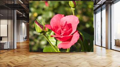 Blooming red rose in the spring garden. Wall mural