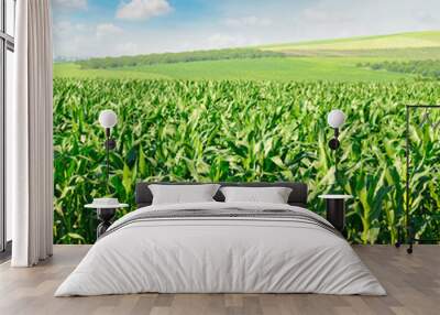 green corn field and blue sky Wall mural