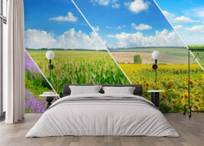 Green field and blue sky with light clouds. Collage.Wide photo. Wall mural