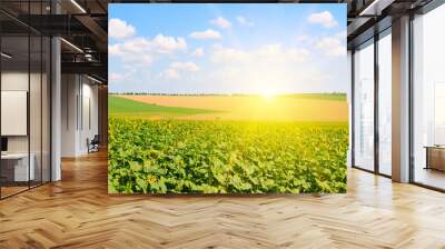 sunflowers on the farm field and sunrise on blue sky. Wide photo. Wall mural