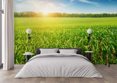 sunrise over the corn field Wall mural