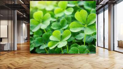 Green clover leaves in the garden. Natural background with copy space Wall mural