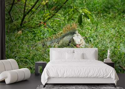 Close up iguana on the grass. Selective focus. Wall mural