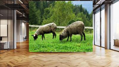  Two sheep on green meadow eating grass. Wall mural