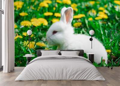 Baby white rabbit in spring green grass background Wall mural