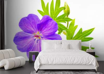 closeup of beautiful blooming purple Bloody Crane's-bill  Gerani Wall mural