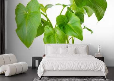 foliage of Calla Lily flower in pot is isolated on white backgro Wall mural