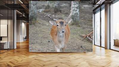 deer in the forest Wall mural