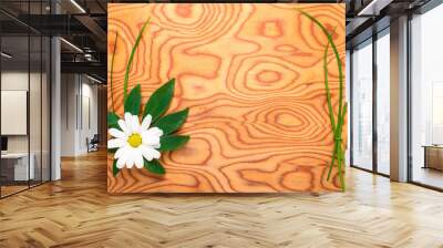 the flower of a chamomile and green leaf is on a root oak backgr Wall mural