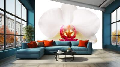 white with red   phalaenopsis closeup is isolated on white backg Wall mural