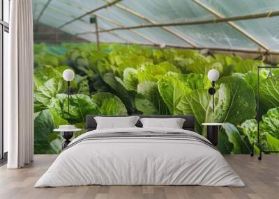 Beautiful indoor lettuce crop in a greenhouse Beautiful indoor lettuce crop in a greenhouse - horticulture concepts Wall mural