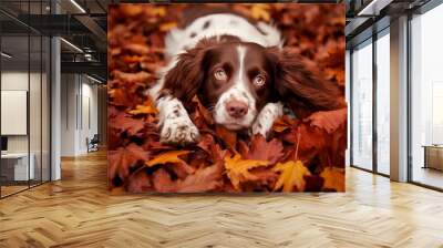 brown and white spaniel in autumn leaves Wall mural