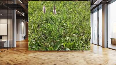 grass and flowers Wall mural