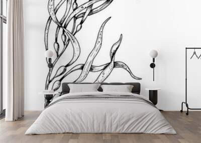 Vector Seaweed illustration. Hand drawn drawing of Algae in outline style painted by black inks on white isolated background. Line art of underwater laminaria. Engraving of marine plant for cosmetics. Wall mural