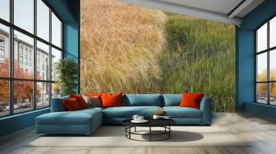 Two types of barley, ripe and unripe Wall mural