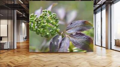 Roter Holunder beginnt zu blühen - Sambucus racemosa Wall mural