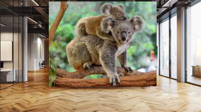 Mother koala with baby on her back Wall mural