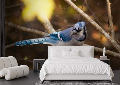 blue jay 2 Wall mural