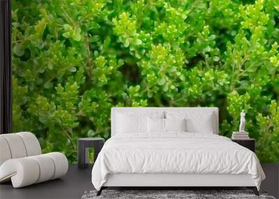 green Wall mural