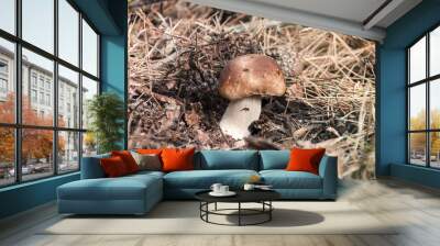 beautiful edible white mushroom Wall mural