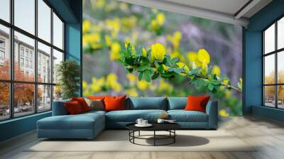 yellow flowers on a green background, happy afternoon Wall mural