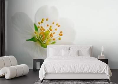 A close-up shot of a flower sitting on a white surface, ready for display Wall mural