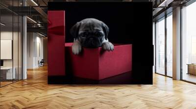 A pug puppy in a red box. A puppy as a gift. Festive packaging. Narrow banner. Black background. Red gift box with a bow. Wall mural