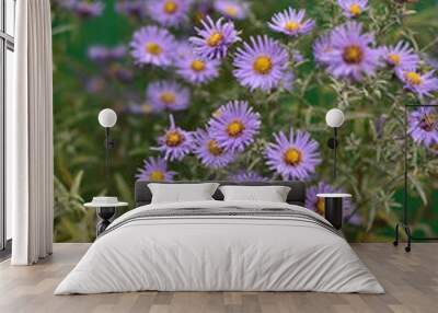 Symphyotrichum novi-belgii and Symphyotrichum novae-angliae asters on a vintage background Wall mural